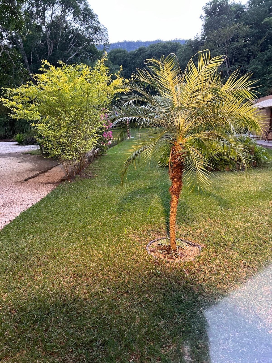Jardines con palmeras